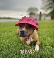 Roxy.jpg