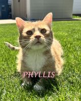 Phyllis.jpg