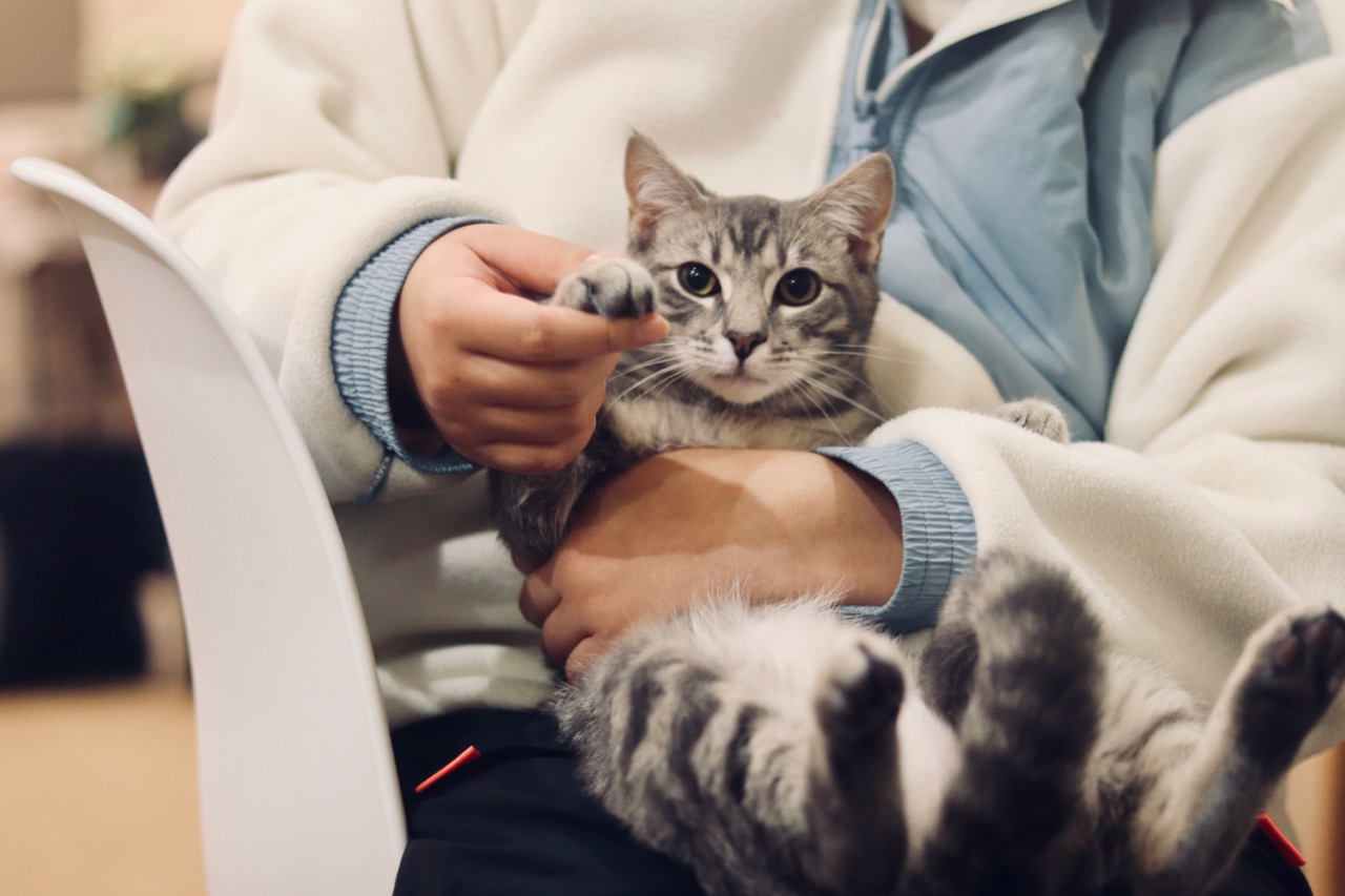 Pet grooming