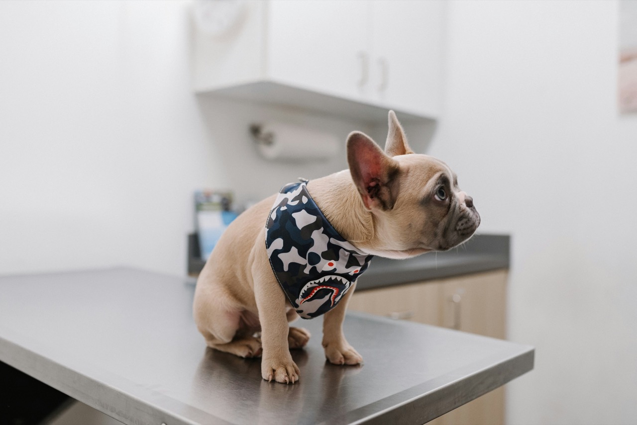 Puppy at the vet