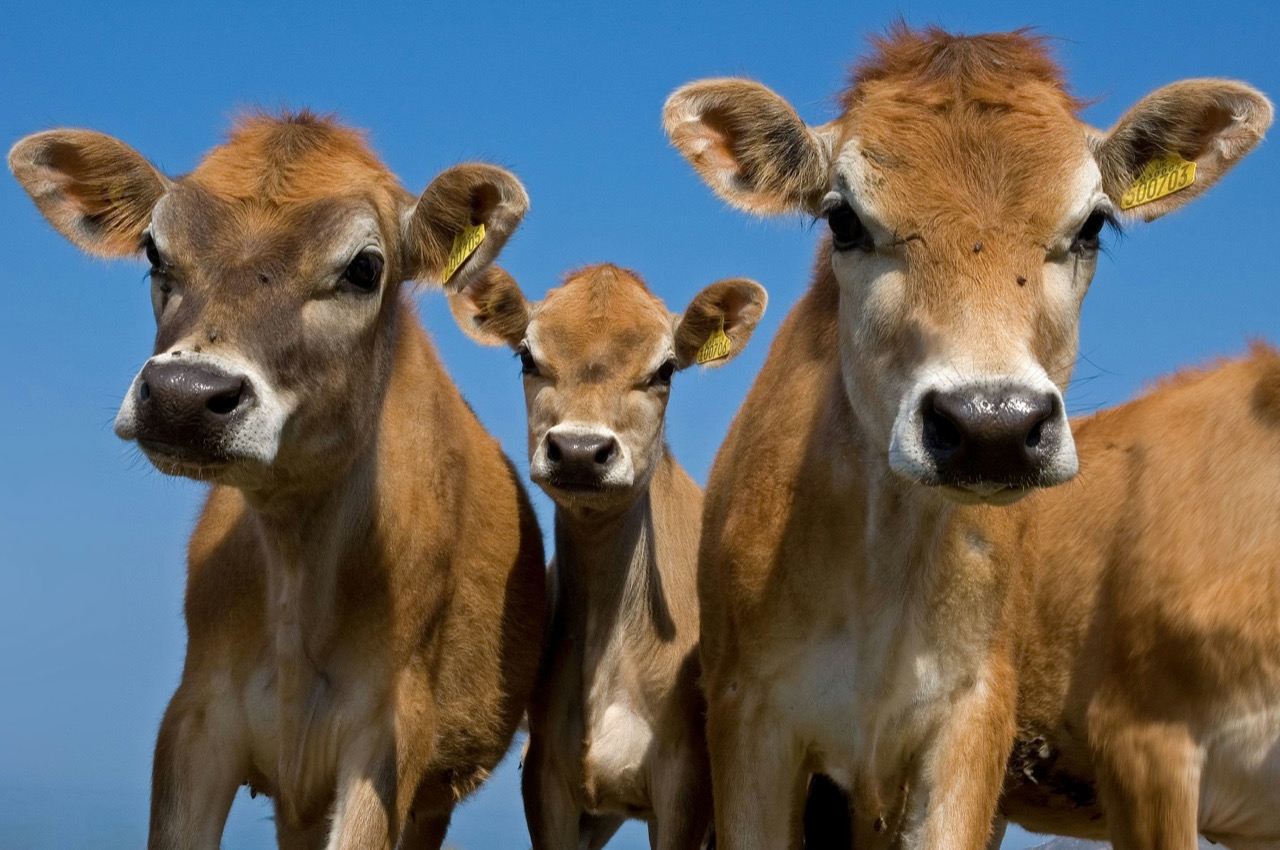 Young cattle